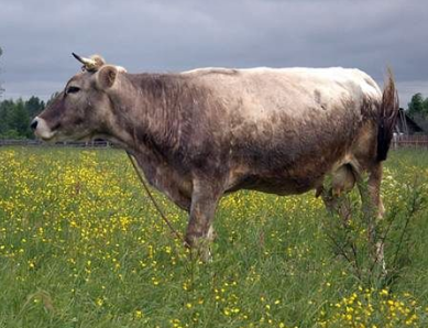 raza de ganado kostroma
