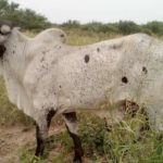 enfermedades en ganado bovino