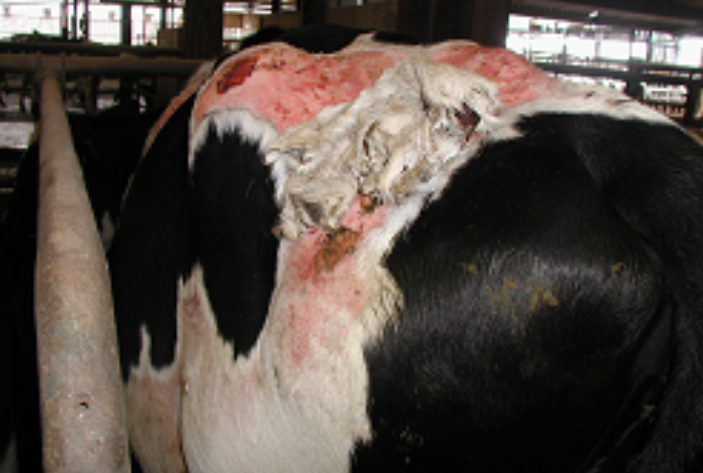 Fotosensibilización en vaca o ganado bovino