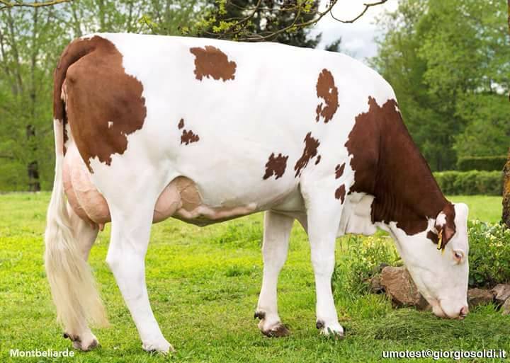 vaca de raza lechera