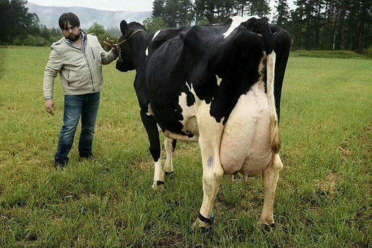 veca productora de leche-vaca lechera