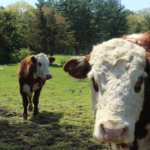 enfermedad o fiebre de la leche en ganado bovino vacas