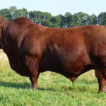 Por qué las vacas Bonsmara deben ser su primera opción