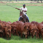 Cómo cuidar tierras, pastos y forrajes para ganado bovino
