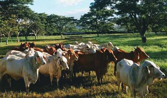 Cómo Iniciar Un Negocio De Finca De Ganado Y Ganar Dinero 🐄 Ganadería Toda La Información 0436