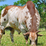 consejos para cuidar la salud del ganado bovino