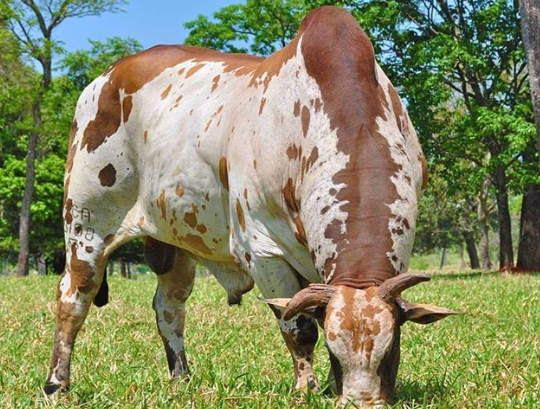 consejos para cuidar la salud del ganado bovino