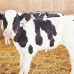 uso de genetica para mejorar la produccion de leche en ganado bovino