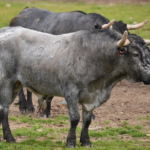 El impacto de los minerales traza en la utilización y reproducción de ganado bovino