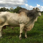 intoxicación por nitrato en ganado bovino