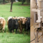 Granjas/fincas del futuro: por qué el ganado es mejor que los tanques